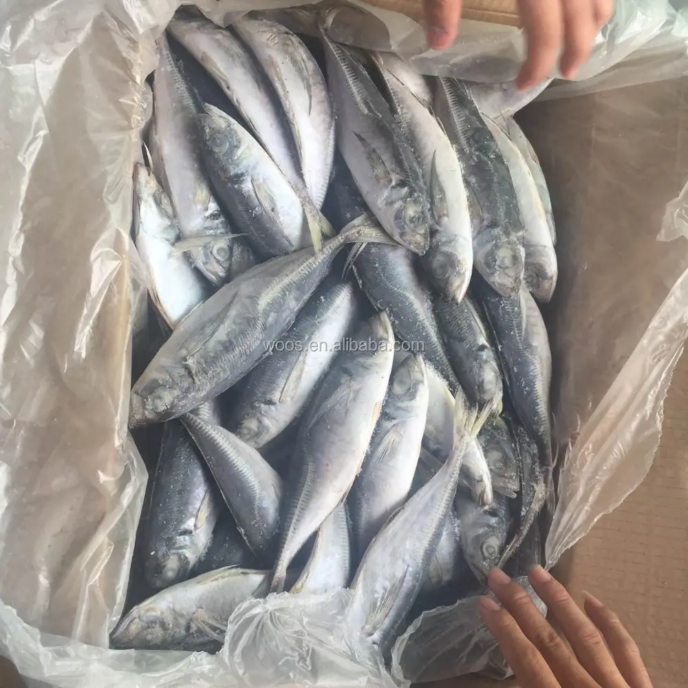 Fresh and Frozen Horse Mackerel Fish, Herring Fish ,Dry Stockfish