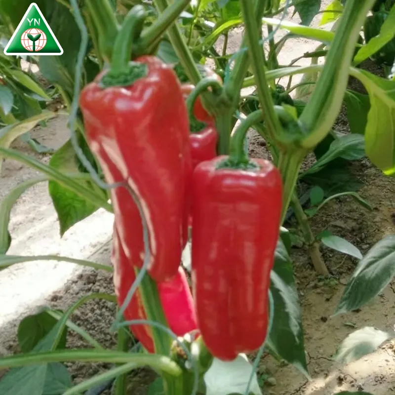 HP03 Sehui dark green F1 hybrid sweet pepper seeds in vegetable seeds