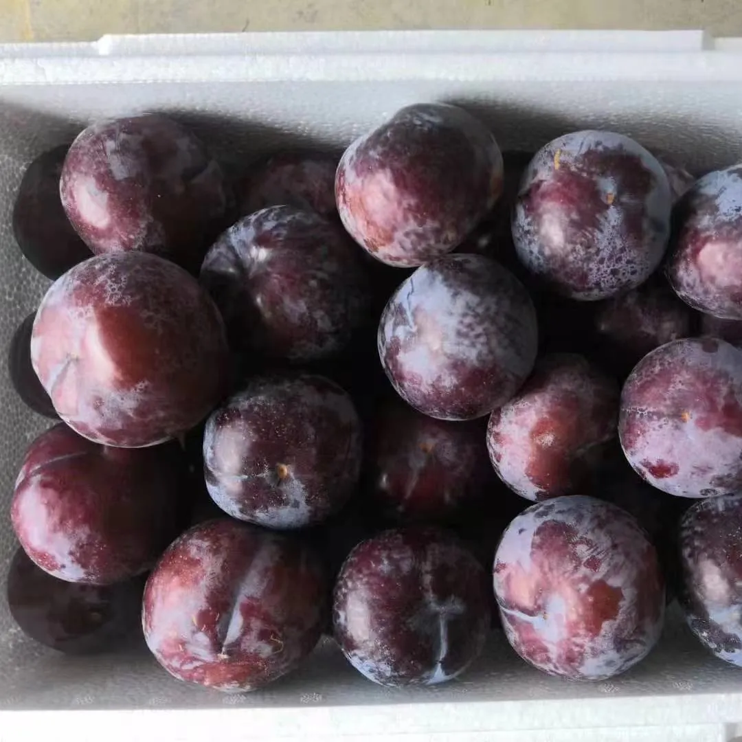 Chinese Black Plum for wholesales