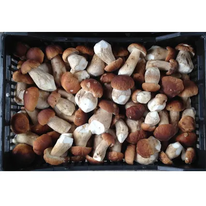 Eco-Friendly Plastic Buckets Prepacking GOST standard Boletus Edulis Fresh Ceps Mushroom With Vitamins and Minerals