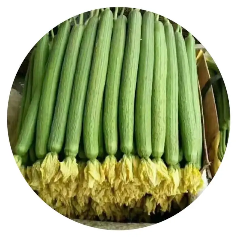 Factory wholesale spot hybrid vegetable Luffa seeds