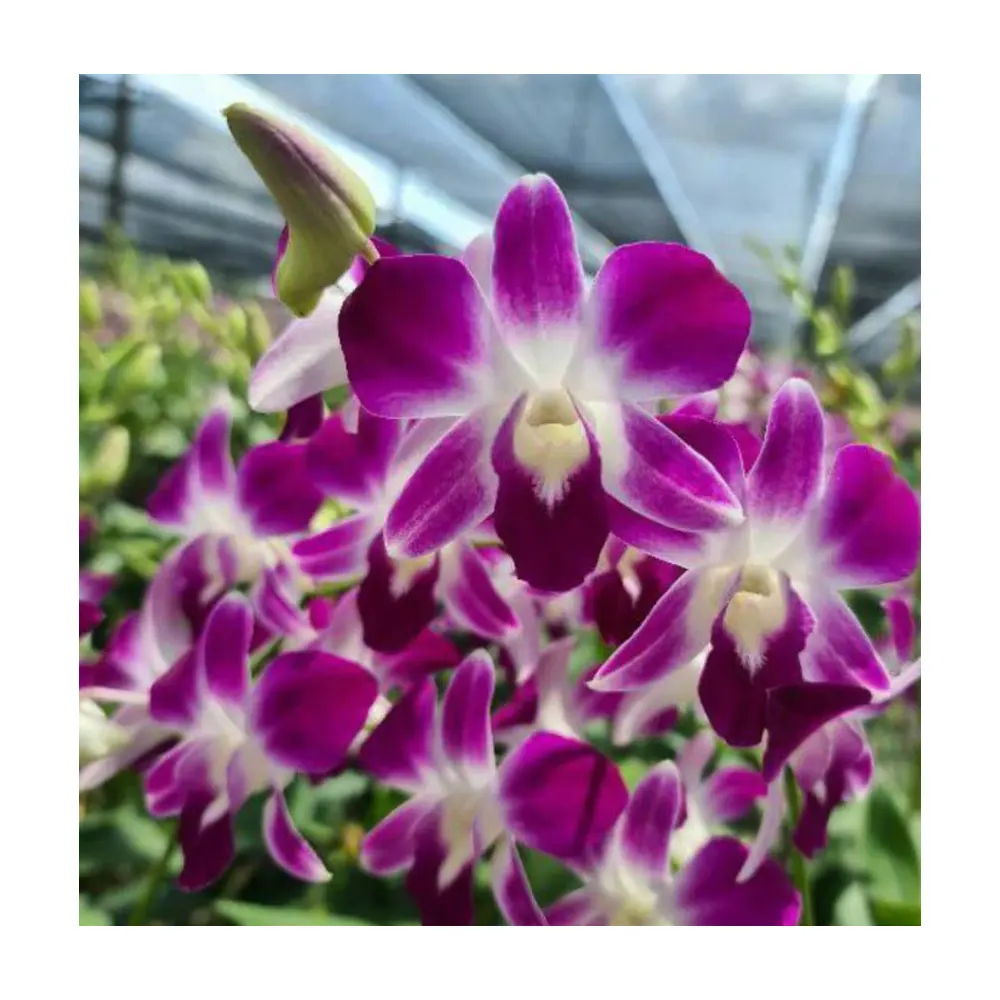 Nursery Wholesale Fresh Orchid Live Plant Seedling in Flask for Sale