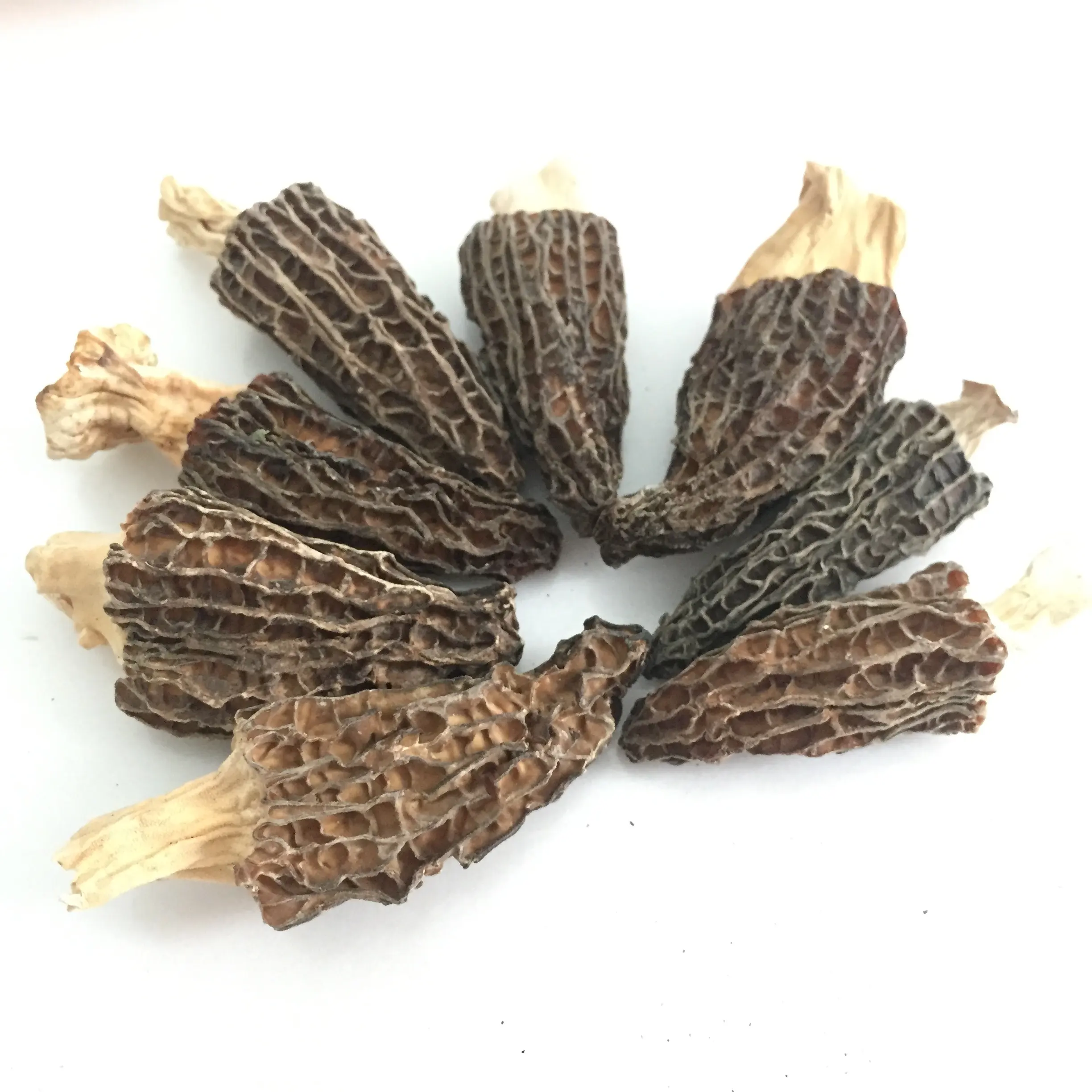 Заводская цена, высокое качество, сушеные коричневые морели Morchella, грибы с стволом (1-3 см)