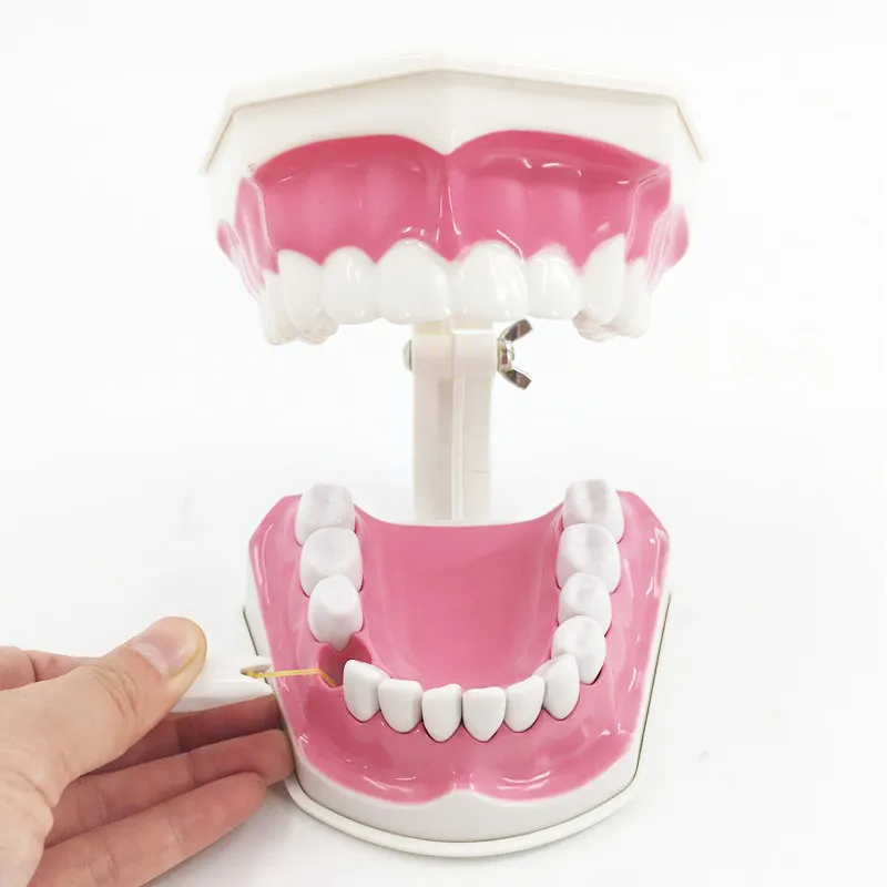 Зубной имплантат KQ047, модель зубного импланта, стоматологическая стандартная модель для лечения заболеваний, модель для обучения зубов
