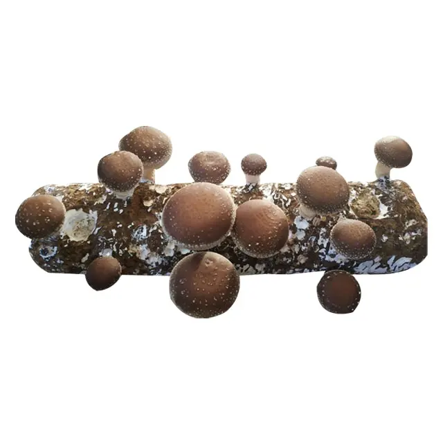 cultivated shiitake mushroom spawn log