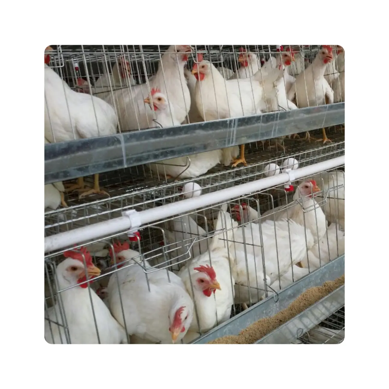 Яичный слой куриные клетки для 5000 птиц строительство птицефабрики для продажи