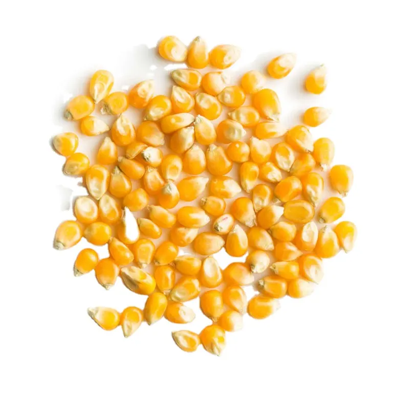 Сушеная Желтая Кукуруза корм для животных (кукуруза) белая сушеная кукуруза
