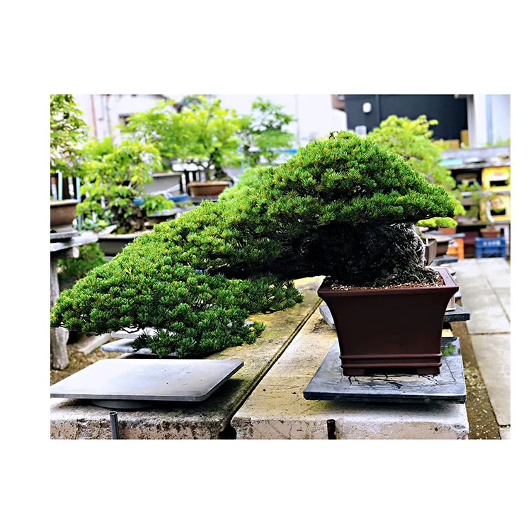 Большой японский горшок из натурального дерева бонсай, Легко расти даже для начинающих