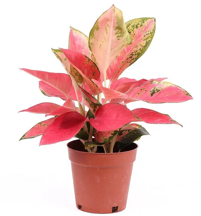 Aglaonema spp. Красное растение