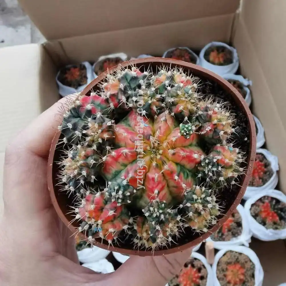 Top sale gymnocalycium colorful grafted live cactus indoor outdoor Thailand succulent nursery Natural cactus plant online cacti