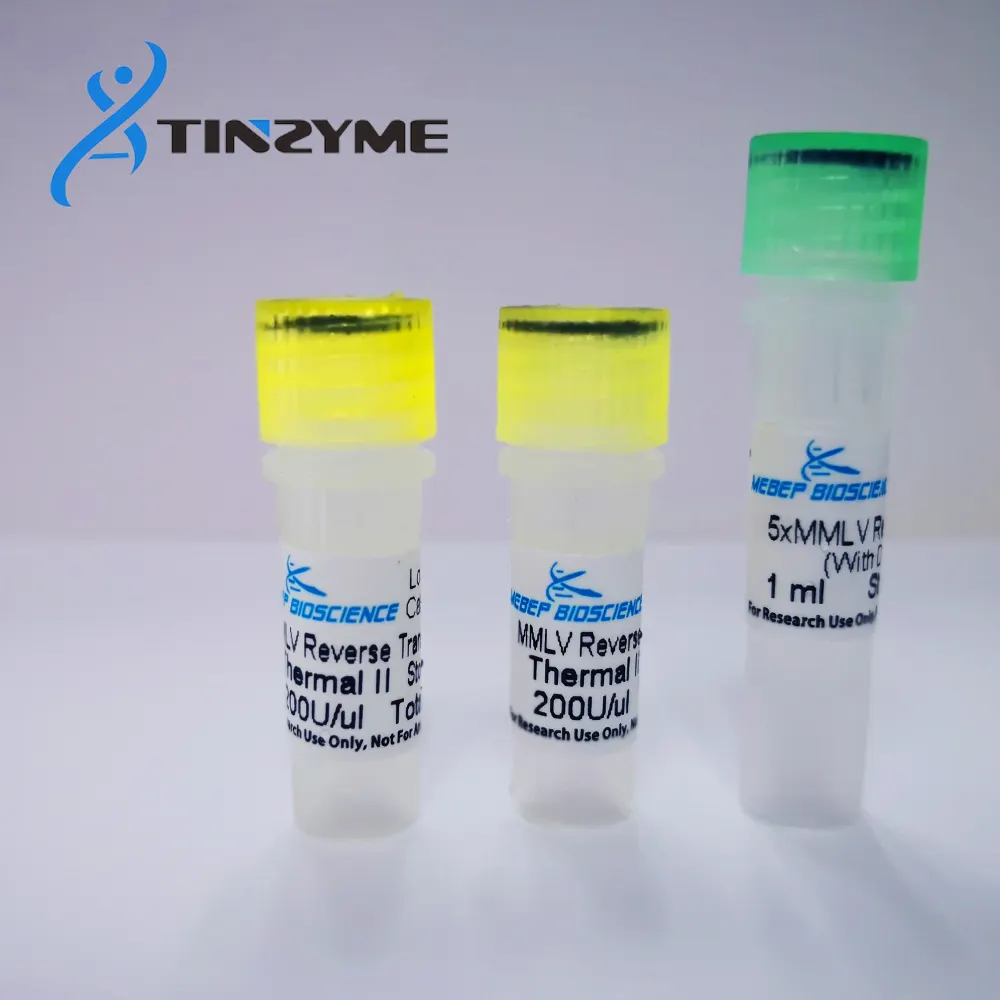 Lyophilized MMLV Reverse Transcriptase powder