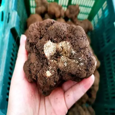 Fresh black truffle with truffle in season