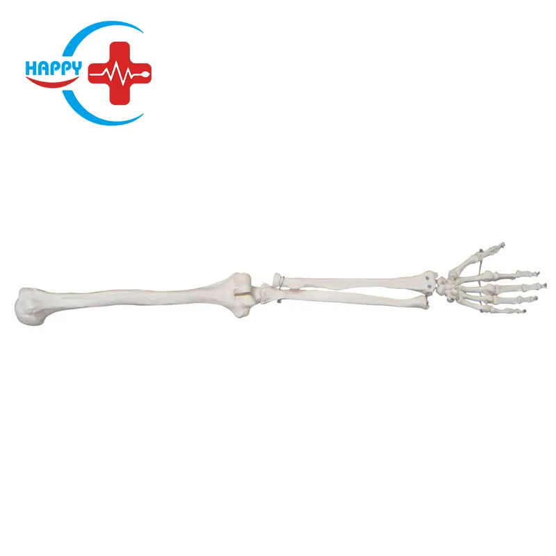 HC-S232 Orthopedics Skeleton Model/Human Upper Limb Skeleton Anatomy Training Model