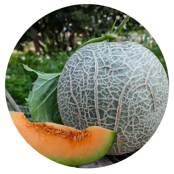 Naturix NMEL10 Free Shipping 100 grains hybrid F1 Round Sweet Melon Honey Crown cantaloupe Seeds