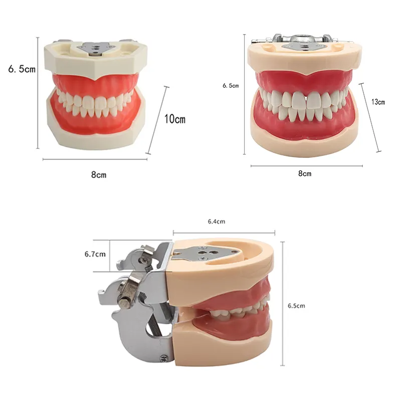 Dental Education Use Standard Typodont dental model teeth typodont nissin Adult/Children 28/32pcs