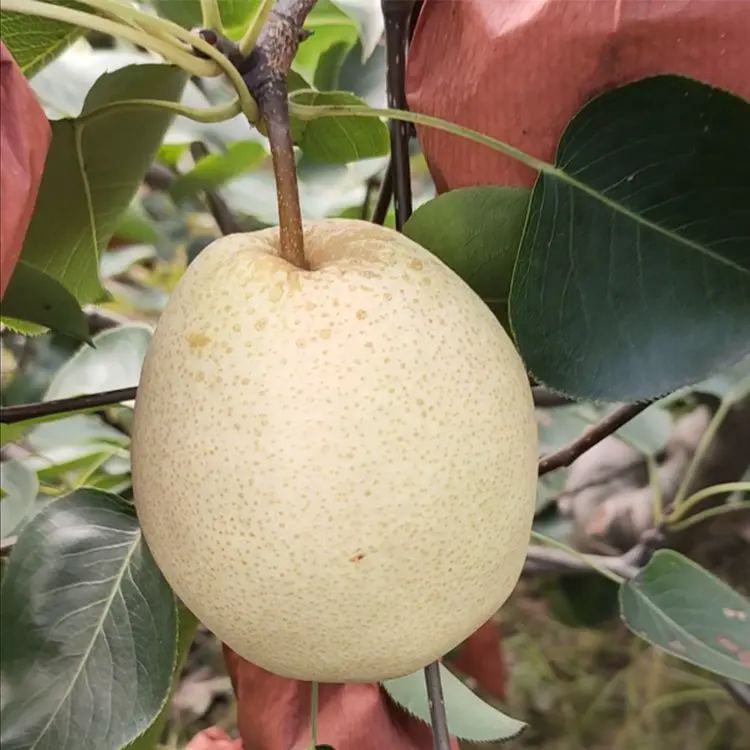 Top quality cheap price pears fresh fruit pear