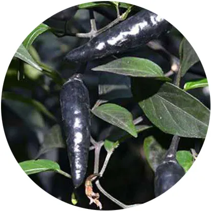 Quality hybrid Black pepper seeds chili seeds for planting