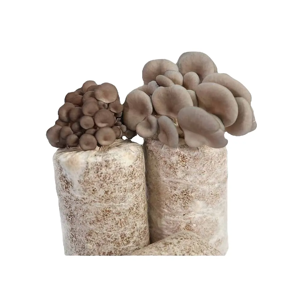 Oyster Mushroom champignon Spawns Logs Substrate, Seed, Mycelium, Retail packaging Available. Pleurotus ostreatus