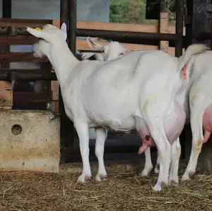 Saanen Goat and Saanen meat