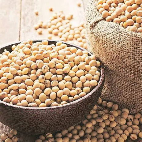 GOOD QUALITY SOYBEANS GREAT PRICE