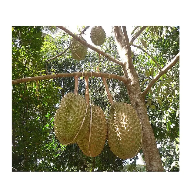 Fresh Durian Best Quality from Vietnam 2020 - Frozen Durians Cheap Price High Quality from Supplier