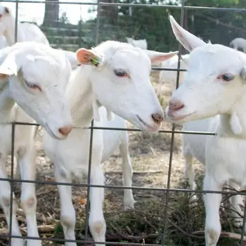 Angora goat And Meat