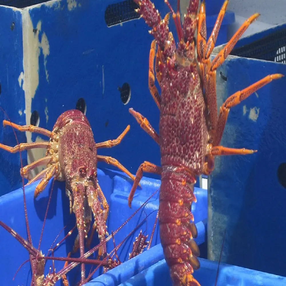 -Live spiny lobster LIVE CRAYFISH - SPINY LOBSTER WHOLE ROUND