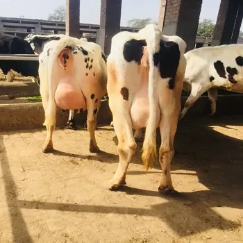 Живые молочные коровы и беременные высокие молочные козлы Holstein Heifers, Быки, овцы, Boer козы для продажи