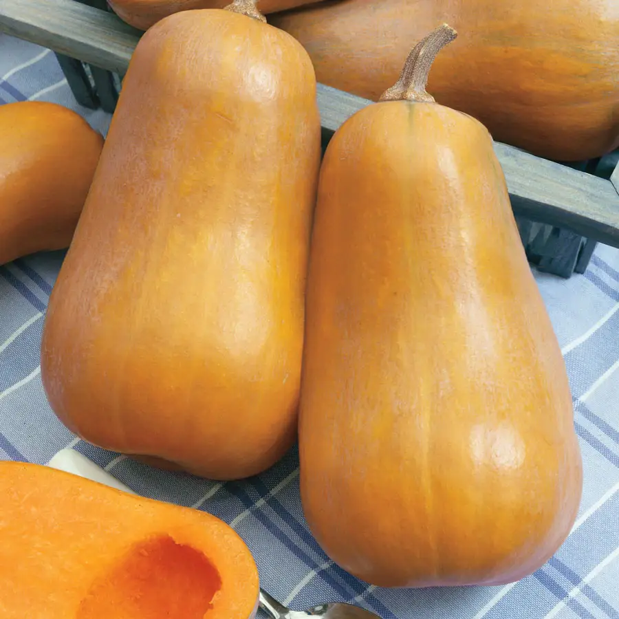 Fresh Organic Butternut Squash Pumpkin