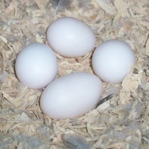 Fertilized Ostrich Eggs /Fertilized Parrot Eggs /Fertilized Quail Eggs