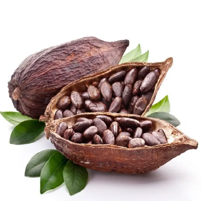 Cocoa Bean Price Per Kg High Quality Raw Cocoa Bean Ghana Organic Cacao Bean