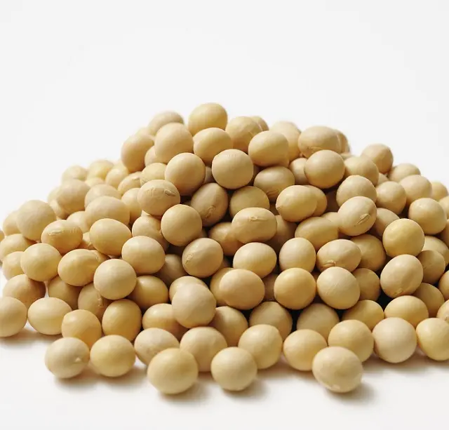 Wholesale GMO and Non GMO Soyabean / Soybean