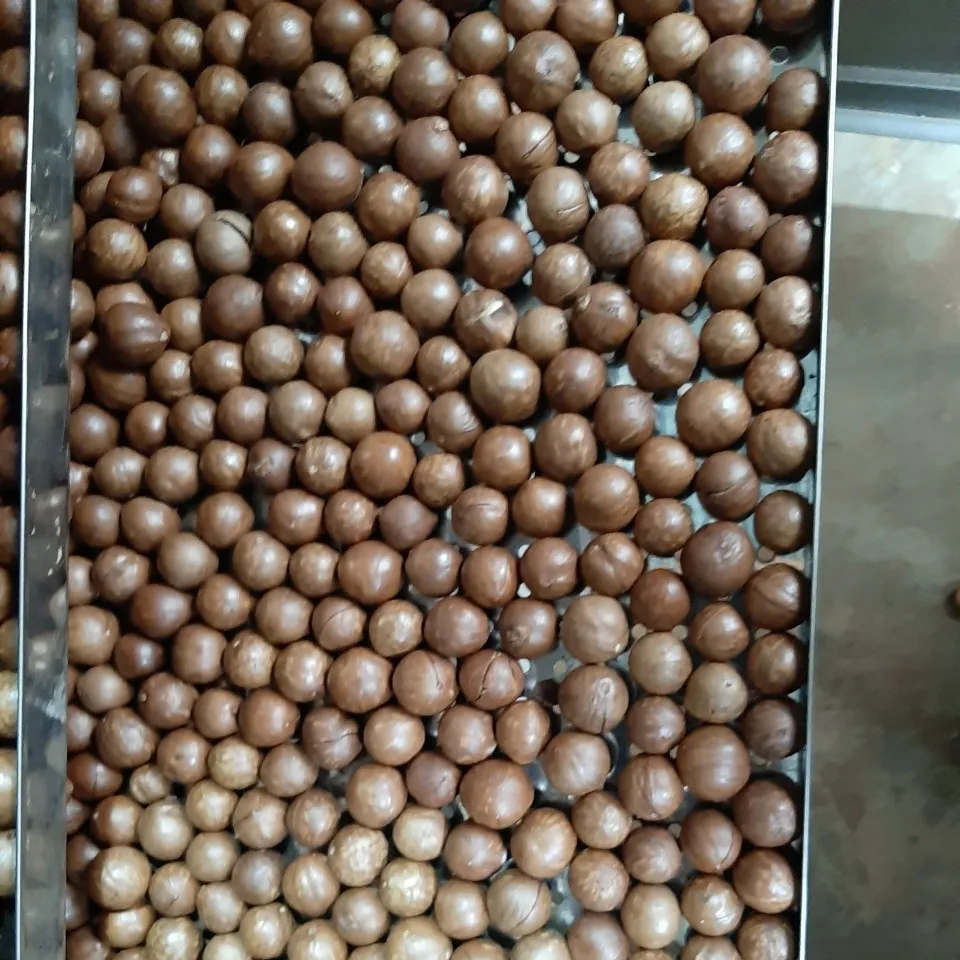 High quality Macadamia Nuts with Shell From Vietnam For EU Market - WHATSAPP 0084765149122