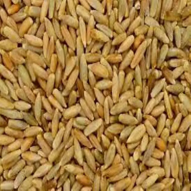 Organic Rye Grain (UKraine)