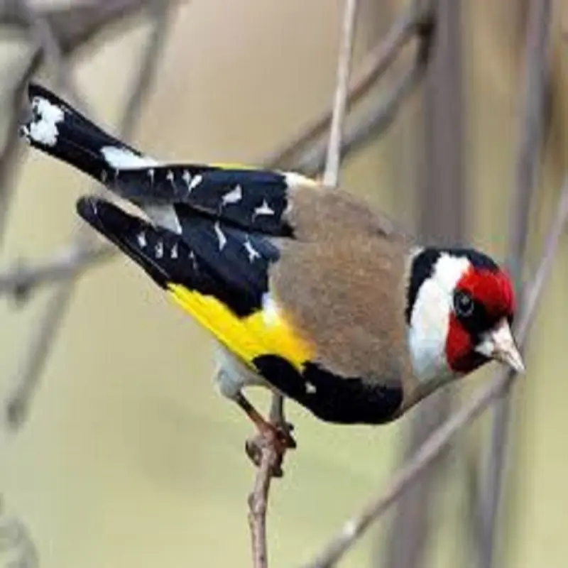 American and Europeans Goldfinch mutated Birds available .