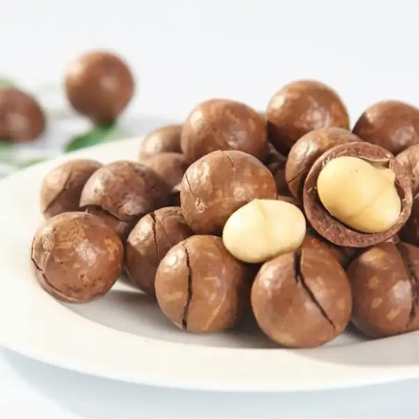 Vietnamese Raw Macadamia Nuts Kernel in Shell