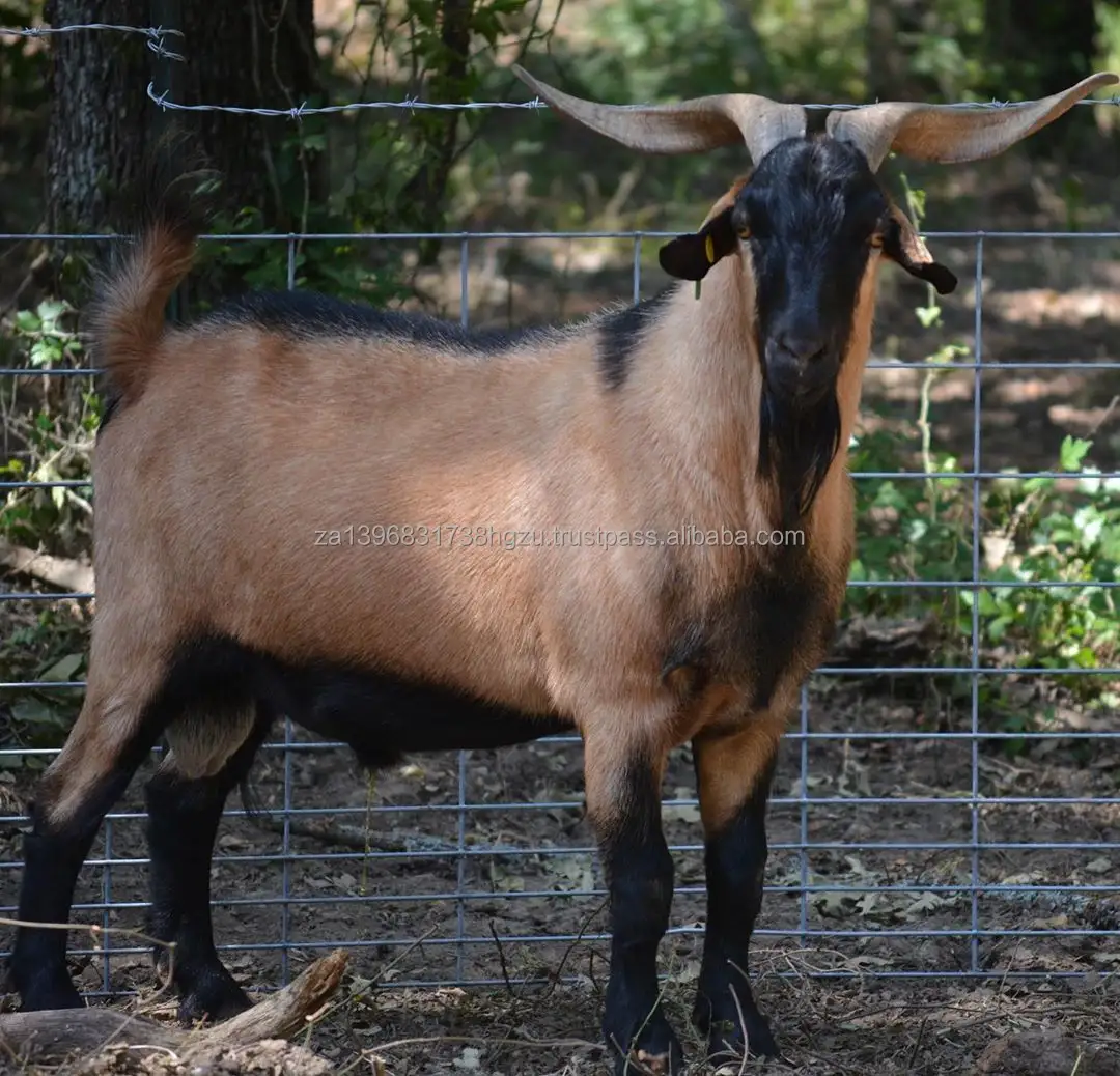 South Alive Spanish goats Available