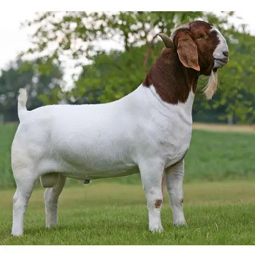 Live Boer Goats, Live Sheep - Cattle