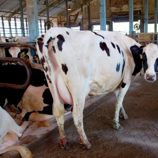 Голландские хифсеры Holstein/фризянское крупное рогатое скот, абердинская мухобойная говядина, живая молочная корова