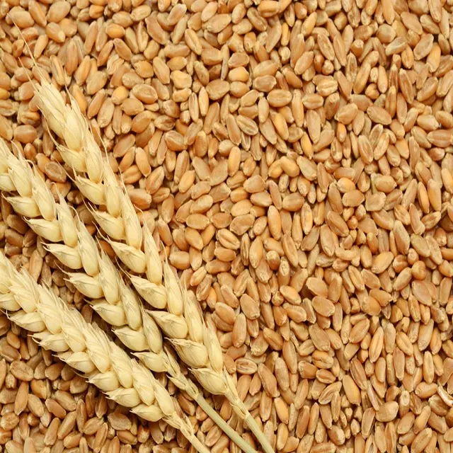 Высококачественное зерно пшеницы из Европы