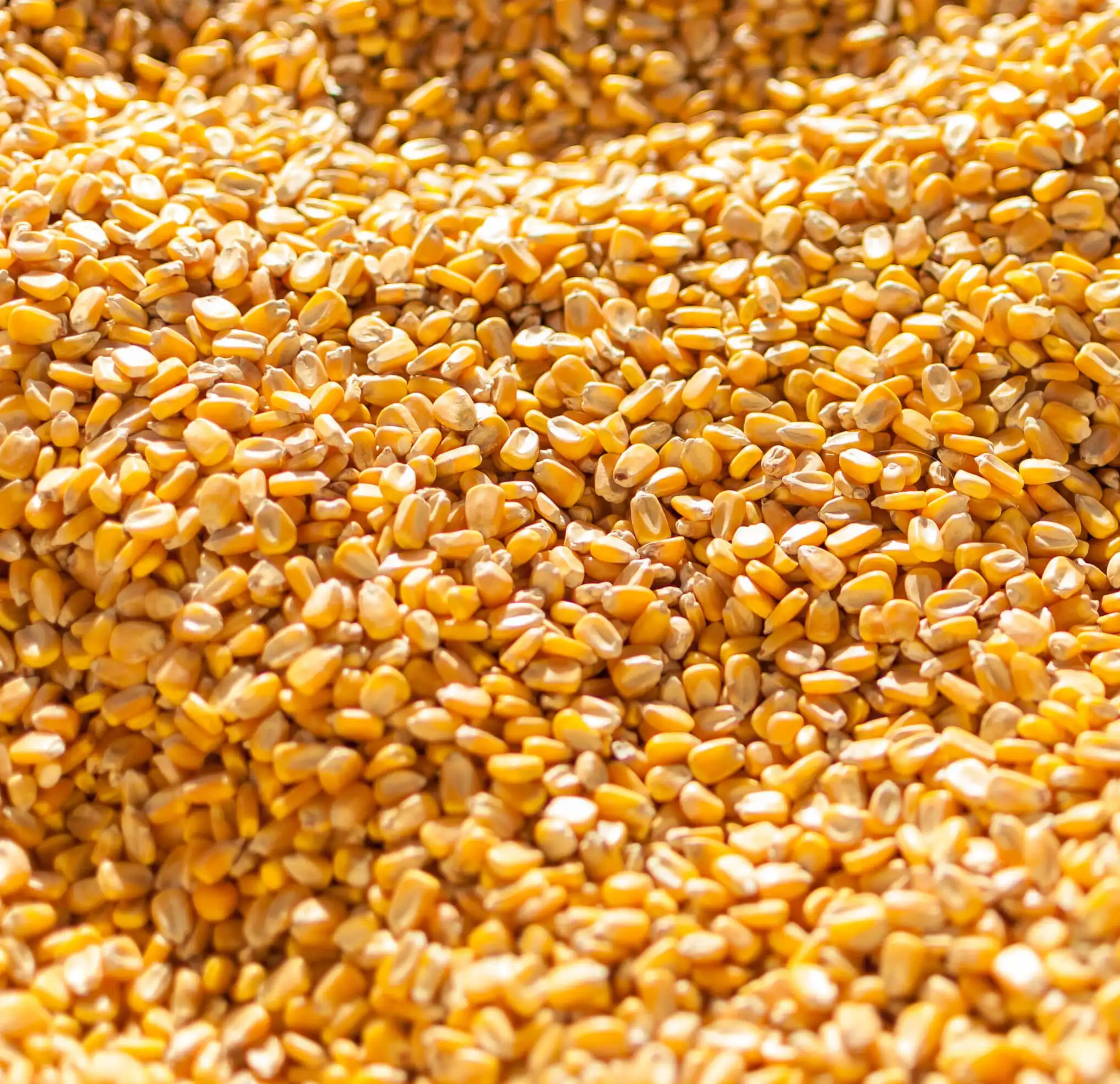 Качественная Желтая Кукуруза для человеческого потребления и корма для животных из Румынии