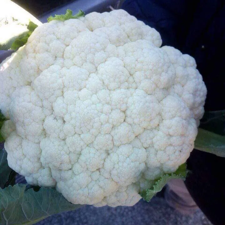 Fresh Cauliflower/ Fresh Broccoli