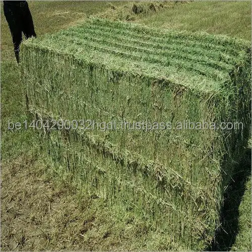 Premium Green Natural Alfalfa Hay and Alfalfa Pellet For Sale