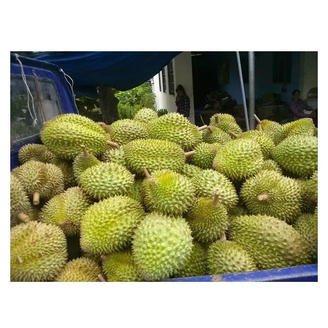 2021 VIETNAM FRESH ORGANIC DURIAN FOR SALE - Wholesale high quality fresh Durian free tax Cheap price