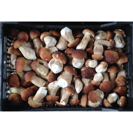 Eco-Friendly Plastic Buckets Prepacking GOST standard Boletus Edulis Fresh Ceps Mushroom With Vitamins and Minerals