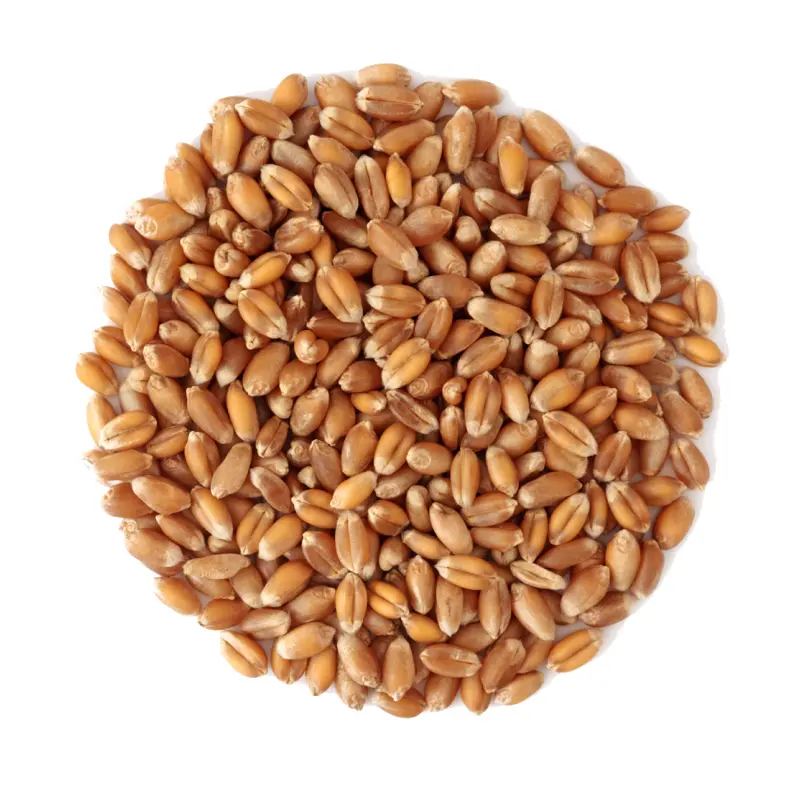 High Quality Russian Wheat For Wholesale