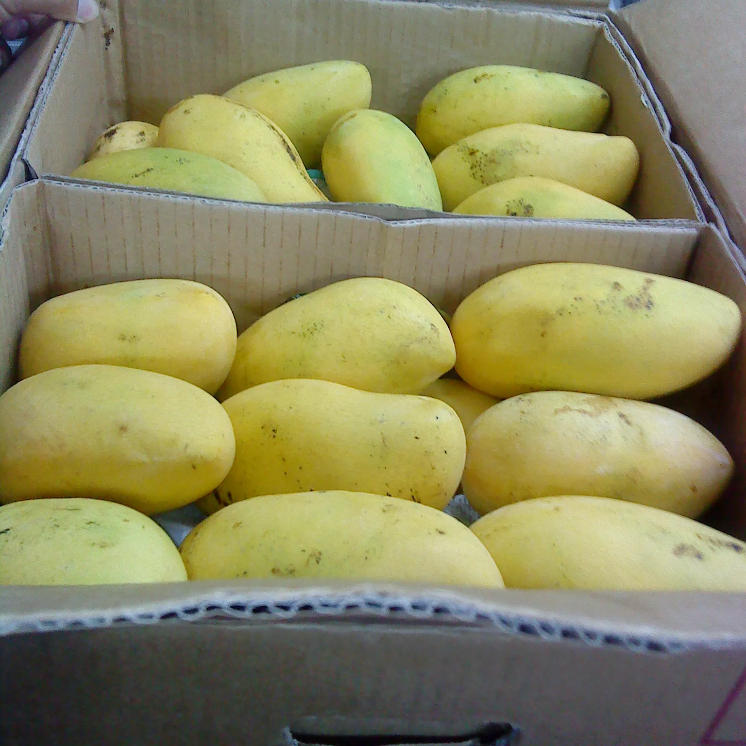 FRESH MANGO FROM VIETNAM THE BEST QUALITY AND COMPETITIVE PRICE SUPPLY TO ALL COUNTRIES IN THE WORLD