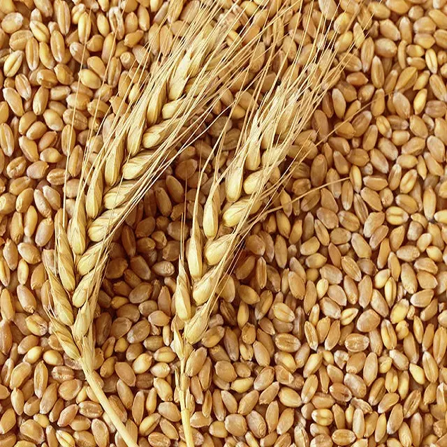 100% органическое длинное зерно пшеницы Самая низкая рыночная цена