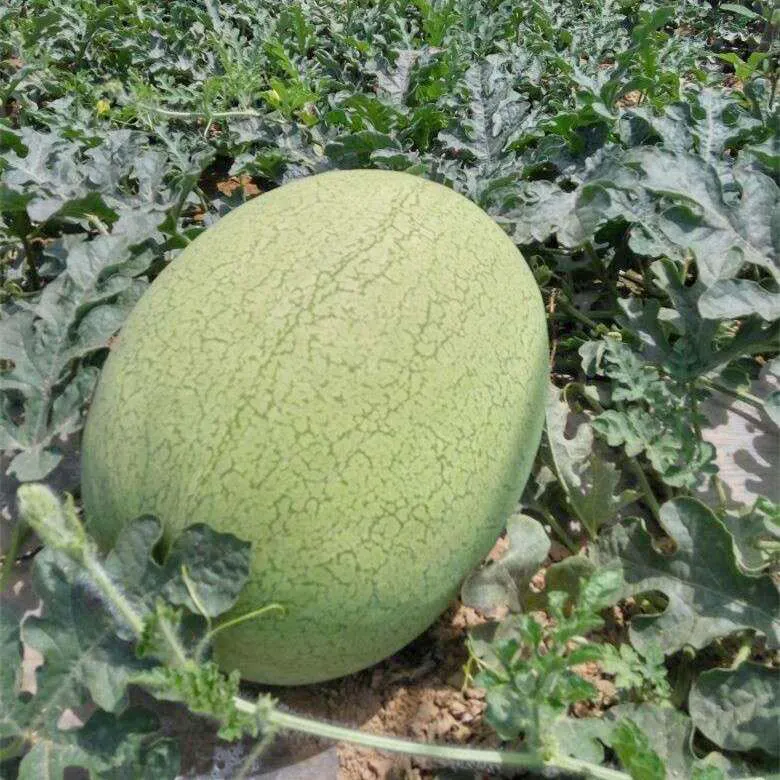 2021 Fresh & Sweet Quality Melons Size (cm): 20/affordable price fresh sweet water melon