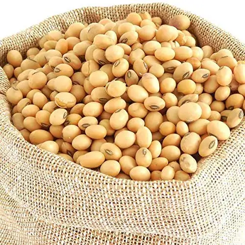 High Quality Non GMO Yellow Soybeans - Soybeans /Soya Bean (8.0mm) with High Quality Non Gmo